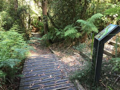 kalatha giant tree walk|Kalatha Giant Tree Walk, Victoria, Australia .